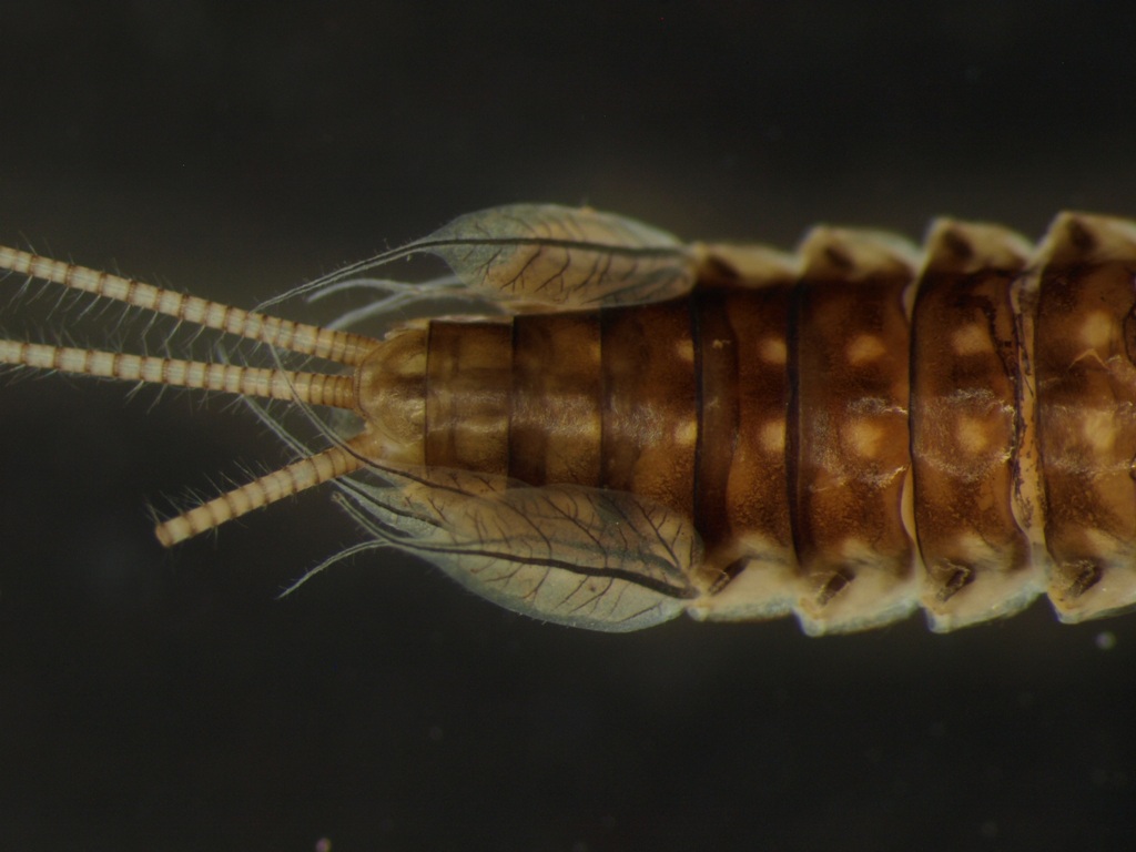 Leptophlebia vespertina 1